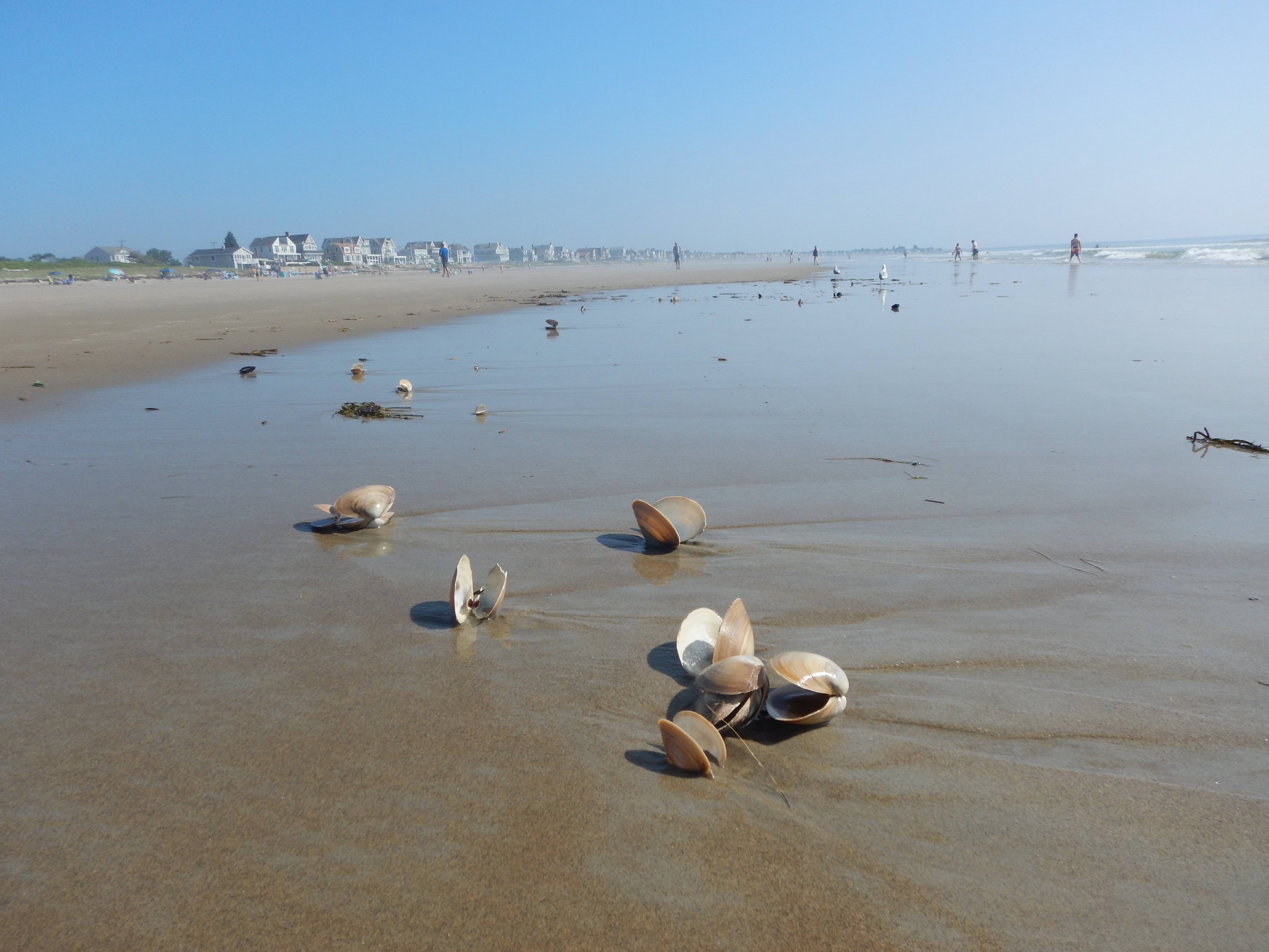 Looking for insights in the data your business generates can be like looking for pearls on the beach. We can help you find them.